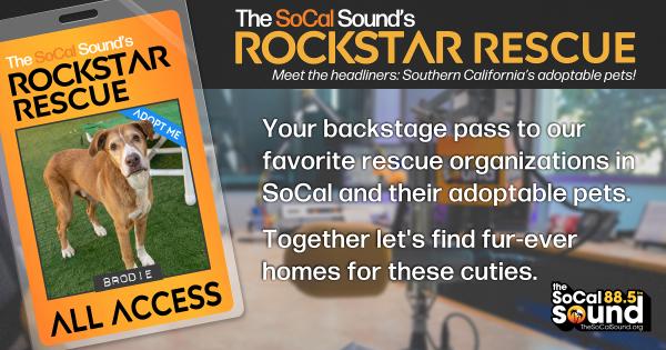 KCSN RockstarRescue PotW 022526 CreateOutlines FACEBOOK 1200x631