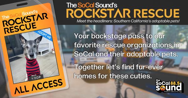 KCSN RockstarRescue PotW 030426 CreateOutlines FACEBOOK 1200x630 1