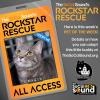 Life's better with a lil' MAGIK, adopt this kitty from Tail Town cat rescue!